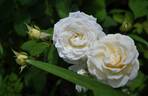 Manuel Canovas ® rose photo