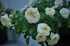 White Meidiland rose photo