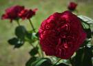 Rouge Royale ® rose photo