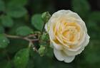 Manuel Canovas ® rose photo