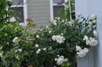 White Meidiland rose photo
