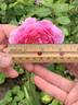 Huntington Rose rose photo