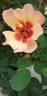 Fancy Babylon Eyes rose photo