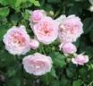 Divina rose photo