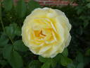 Jean Robie rose photo