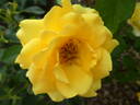 Gold Reef ® rose photo