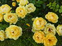 Gold Reef ® rose photo