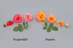 POUlrim rose photo