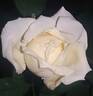 Baie des Anges rose photo