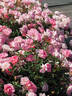 MR 761 rose photo