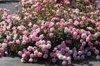 MR 761 rose photo