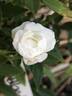Cinderella rose photo