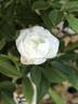 Cinderella rose photo