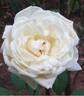 Baie des Anges rose photo