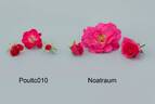NOAtraum rose photo