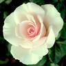 Sweet Afton (hybrid tea, Armstrong rose photo
