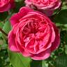 Monsieur Tillier rose photo