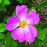 Complicata rose photo