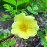 Canary Bird rose photo