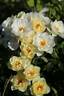 Breathless Charm rose photo