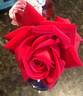 Carol Joy rose photo