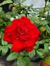 Forever Yours rose photo