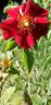 Alexander von Humboldt ® rose photo
