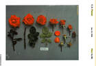 JACdouce rose photo
