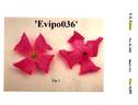 Evipo036 clematis photo