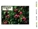 Evipo036 clematis photo