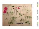 Evipo036 clematis photo