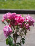 Eveprixa rose photo