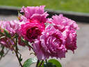 Eveprixa rose photo