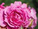 Eveprixa rose photo