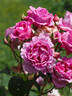 Eveprixa rose photo