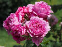 Eveprixa rose photo