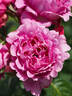 Eveprixa rose photo