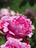Eveprixa rose photo
