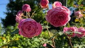 Huntington Rose rose photo