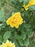 13-1 rose photo