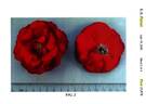 Meibionel rose photo