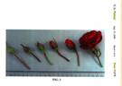 Meibionel rose photo