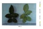 Meibionel rose photo