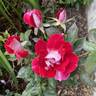 Old Master rose photo