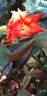 Anne Vanderlove ® rose photo