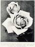 Gorgeous rose photo