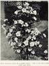 Gustave Régis rose photo