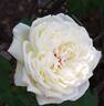 Baie des Anges rose photo
