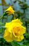 Gina Lollobrigida rose photo