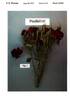Poulhi016 rose photo